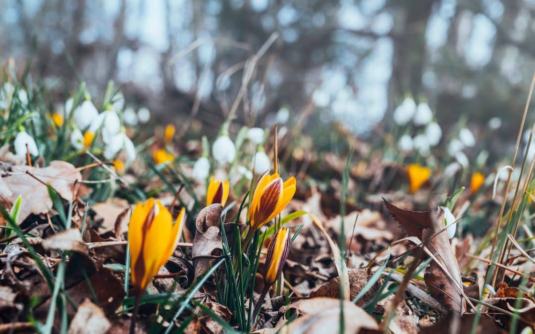Spring Forward: Study Tips for a Productive Spring Semester